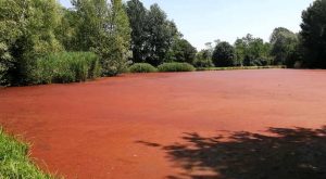 Nile river with red algae